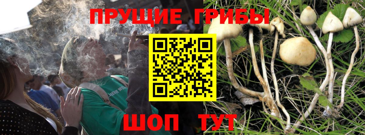Псилоцибиновые грибы GOLDEN TEACHER  Вход с VPN  Шатура 